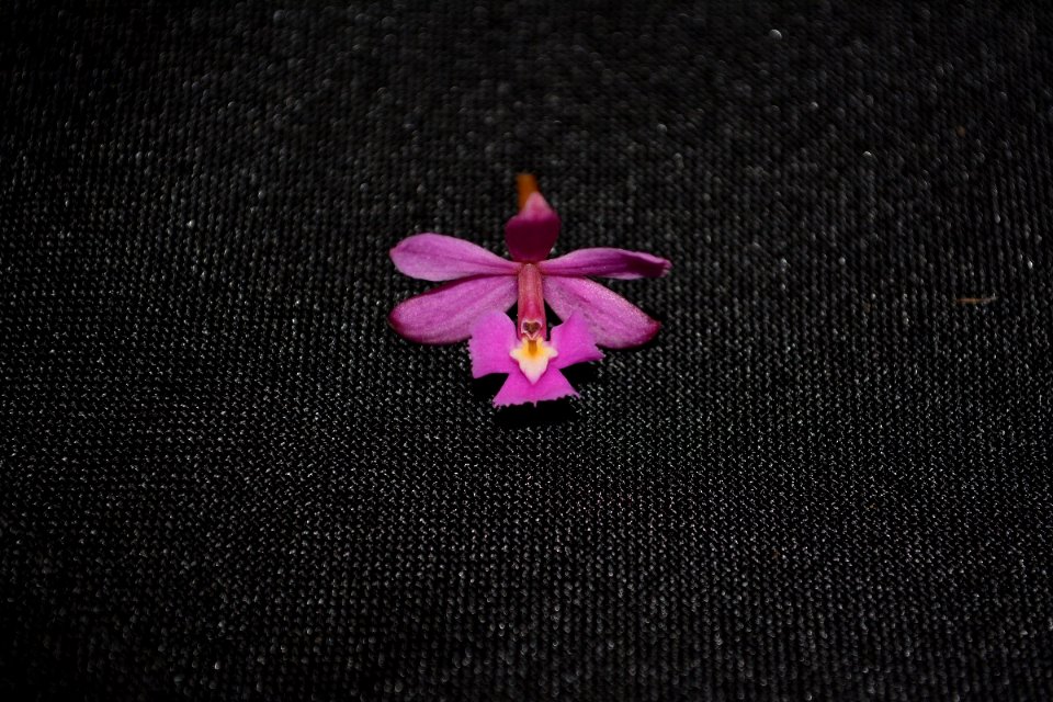 Epidendrum sp.