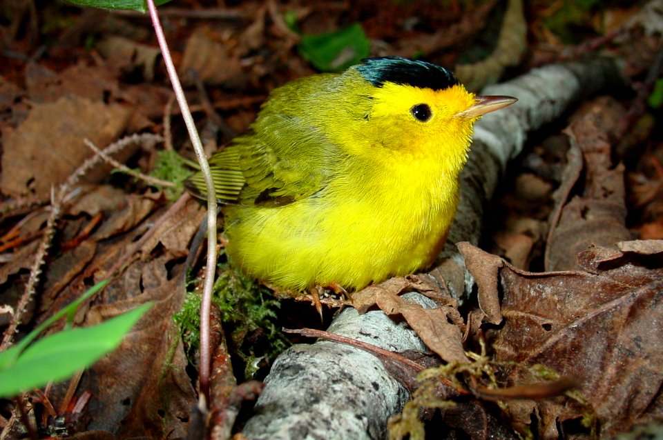 birds warblers Wilsons Hoh NPS Photo j Preston