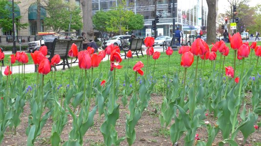 Farragut Square DC