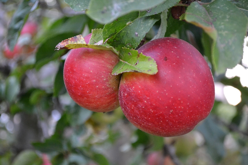Food nature autumn fruit