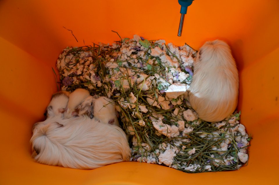Guinea pig transport hub