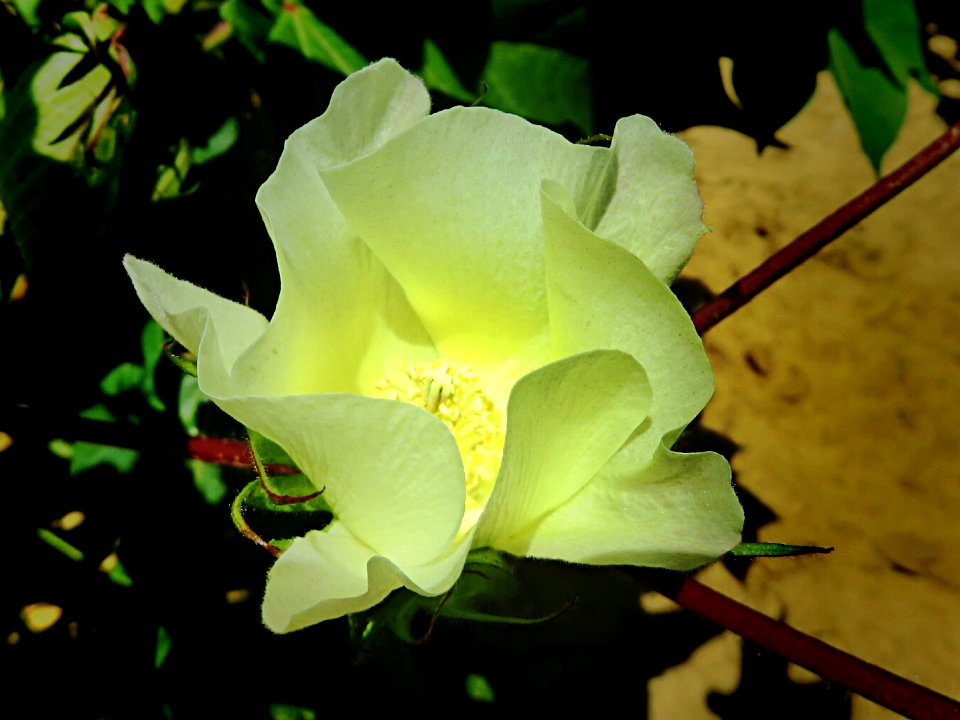 Cotton Blossom