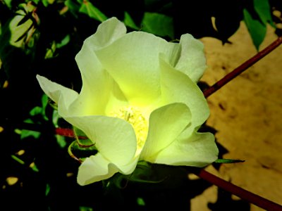 Cotton Blossom photo