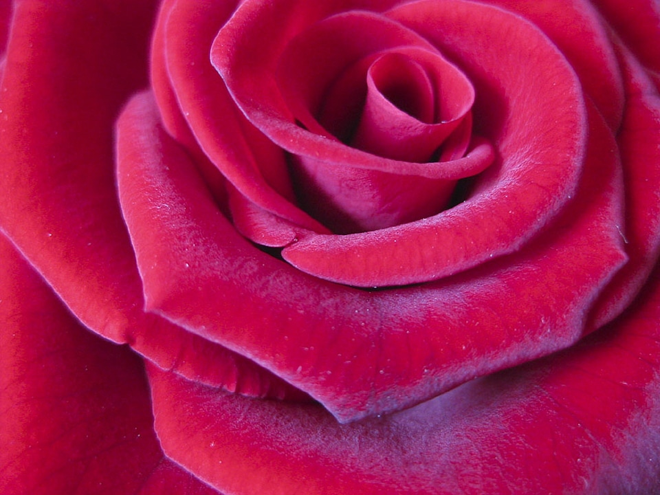 Macro close love