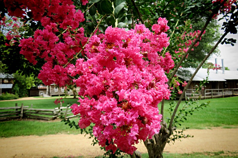 Pink Flowering Crepe Myrtle