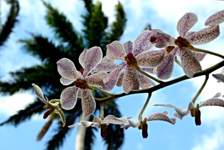Gwada : l'orchidée suspendue photo