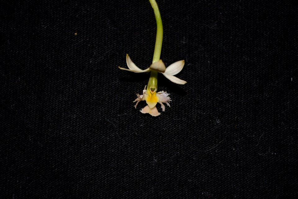 Epidendrum sp.