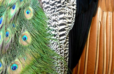 peacock- close up photo