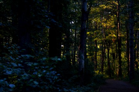 Magic Forest