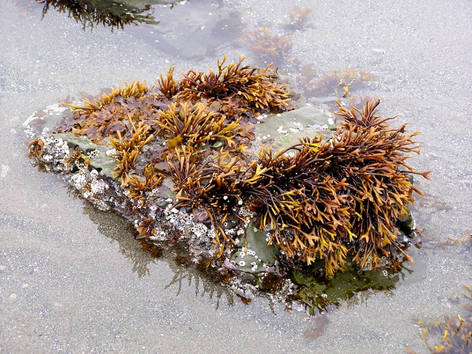 Seaweed Staghorn tidepool Shi Shi beach NPS Photo