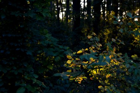 Magic Forest