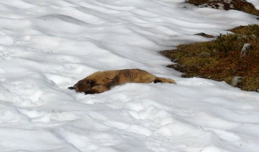 marmot snow cooling off NPS Photo photo