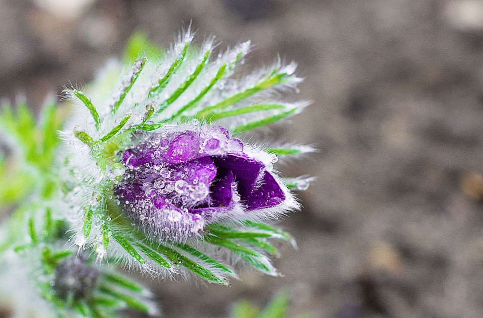 Blossom garden plant