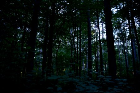 Magic Forest