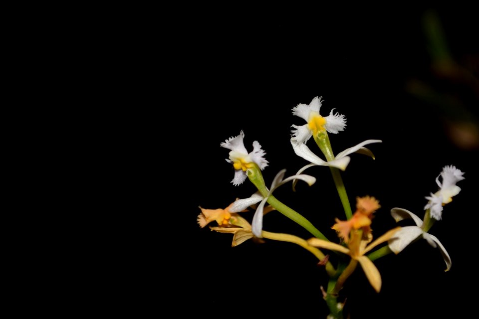 Epidendrum sp.