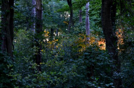 Magic Forest