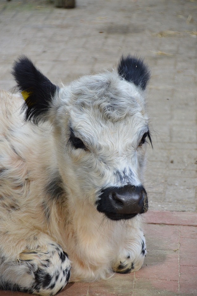 Pasture young calf agriculture