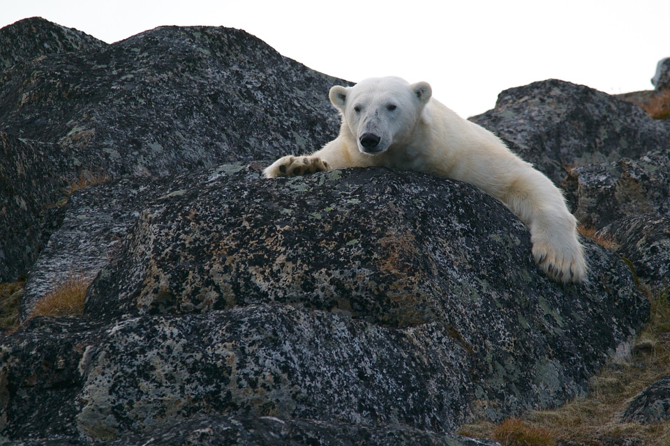 Bear arctic wildlife
