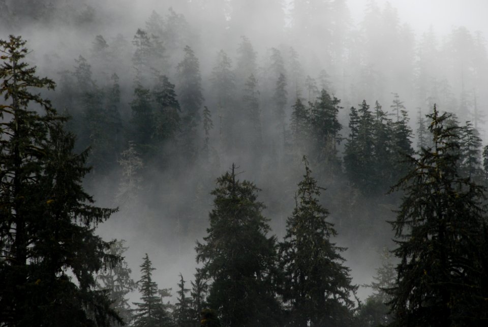 Hoh mist forest trees Hoh NPS Photo j preston