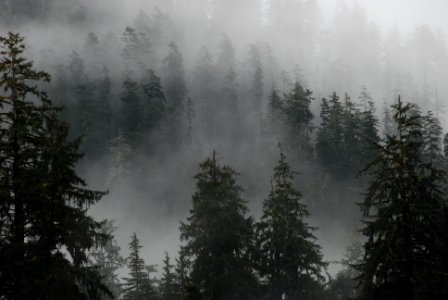 Hoh mist forest trees Hoh NPS Photo j preston photo