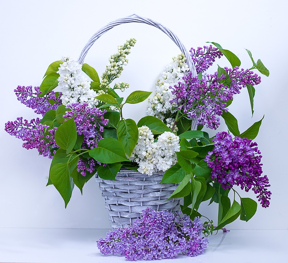 Nature blossom garden