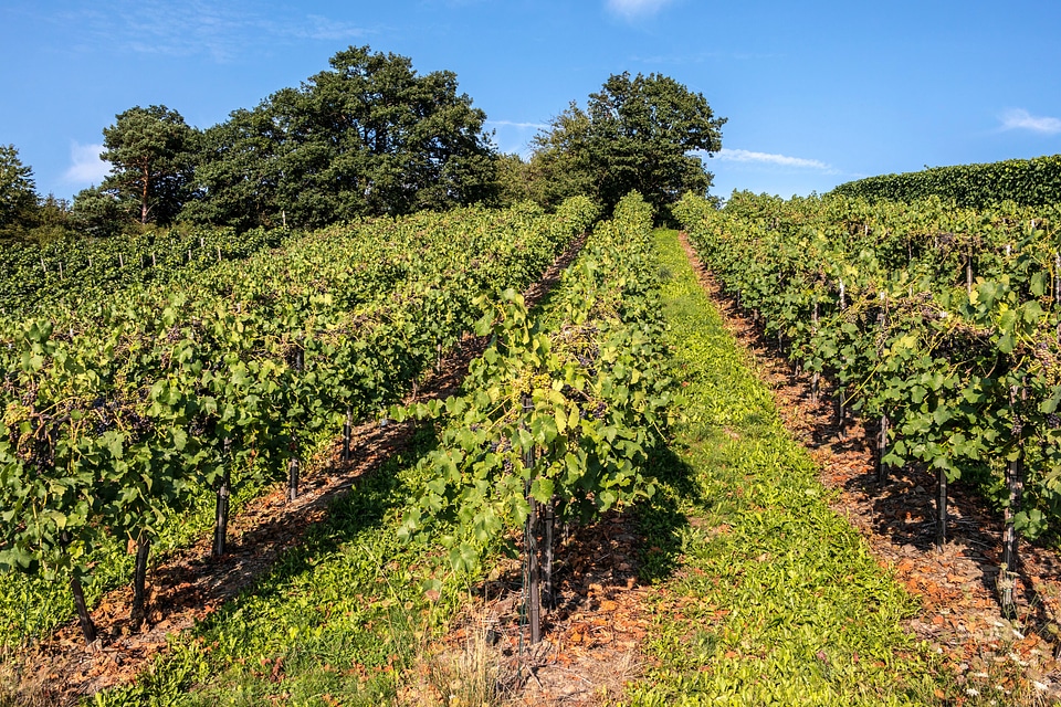 Grapevine vine vineyard