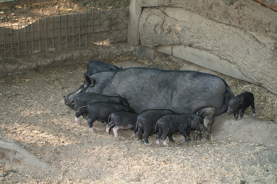 Livestock pig piggy