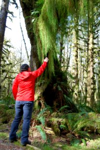 visitor hiking hanging moss quianult d archuleta march 05 2015