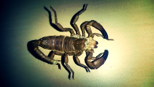 Skorpion Heterometrus swammerdami