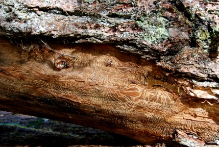Sol Duc tree bark beetle damage c bubar march 05 2015