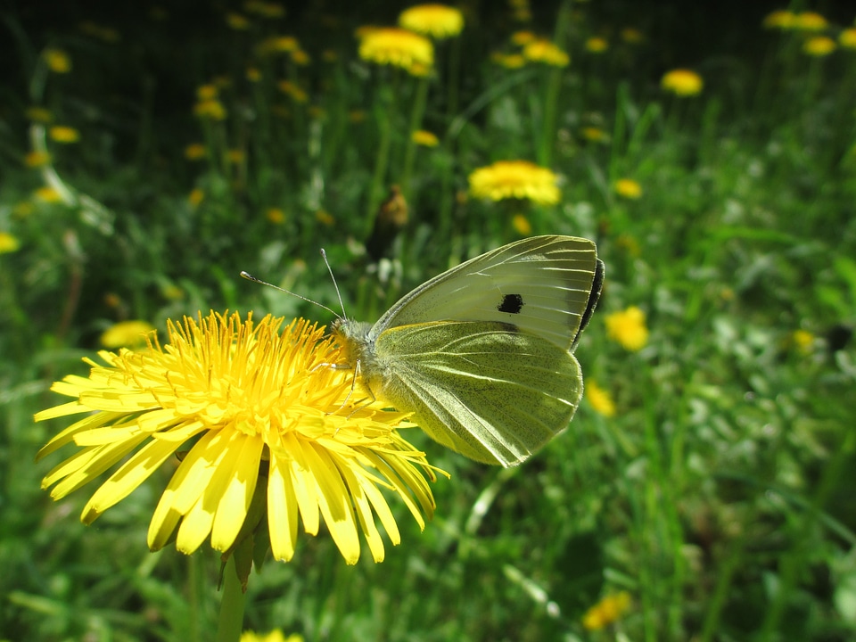 Dandelion white yellow