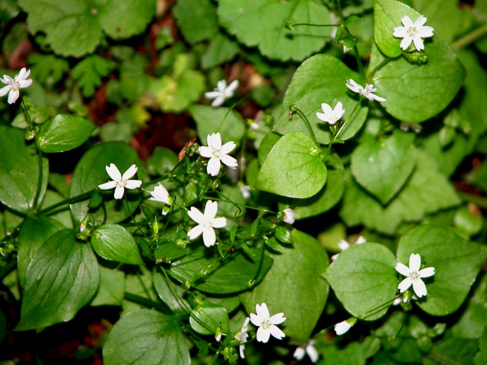 plant miners lettuce NPS Photo