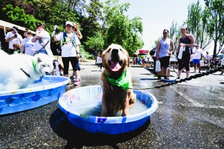 Furry 5K 2019