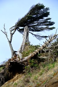 windblown tree kalaloch beach coast bluffs c bubar march 05 2015 photo