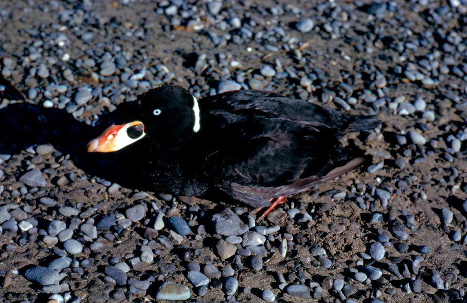 surf scoter bird NPS Photo