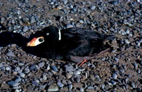surf scoter bird NPS Photo