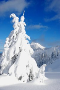 Winter snow ice trees frozen Hurrican ridge NPS Photo 12-08 (7)