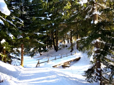 Wald in Lenzerheide / Valbella, am Heidsee