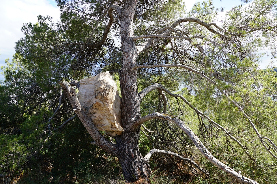 Tree stone nature
