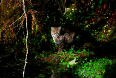 animal mammal wildlife Bobcat water Curious NPS Photo JP Hoh