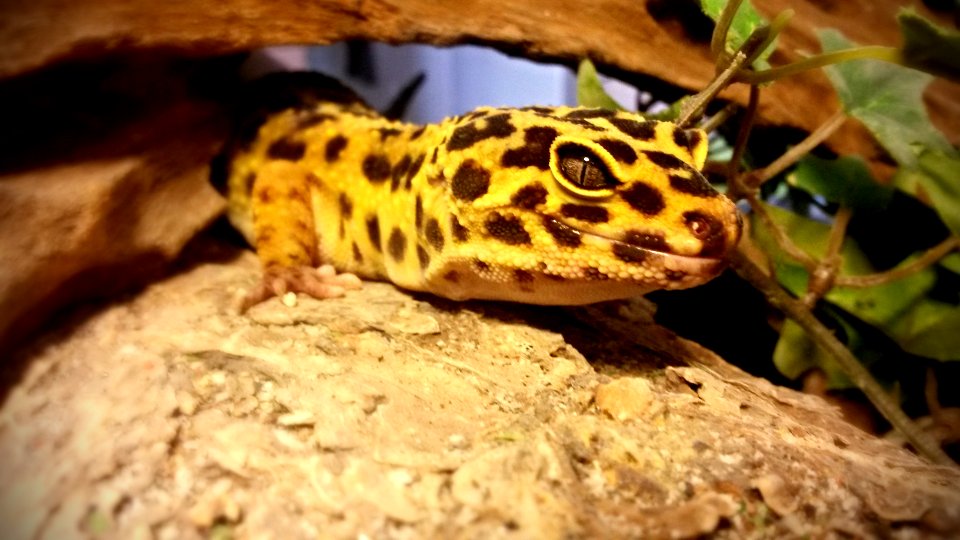 Leopardgecko