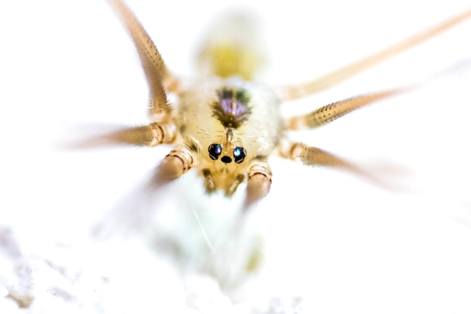 petite araignée de cave