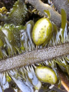 seaweed zoom plant marine BBaccus NPS photo