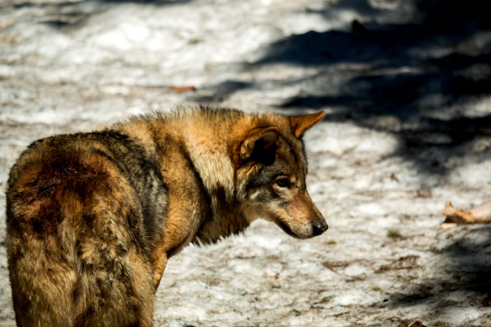 Parc-alpha erps#4