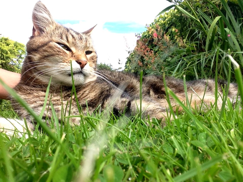 Top cat