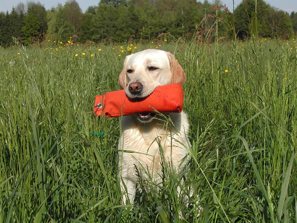 Canine sporting mouth