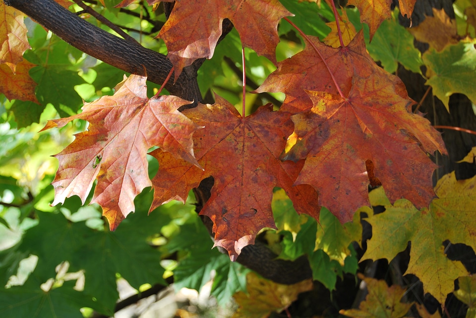 Foliage red autumn
