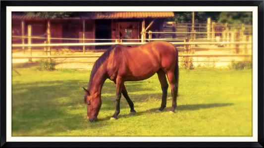 Pferd, Chur photo