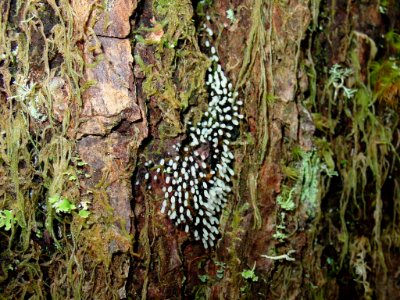 Fairy Barf lichen NPS Photo