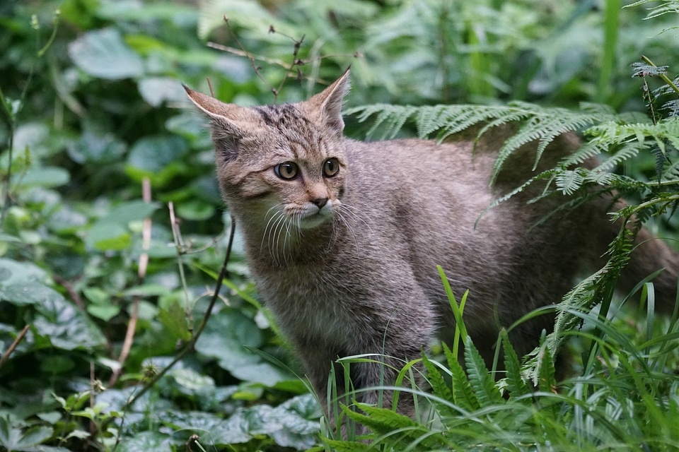 Young animal cute cat